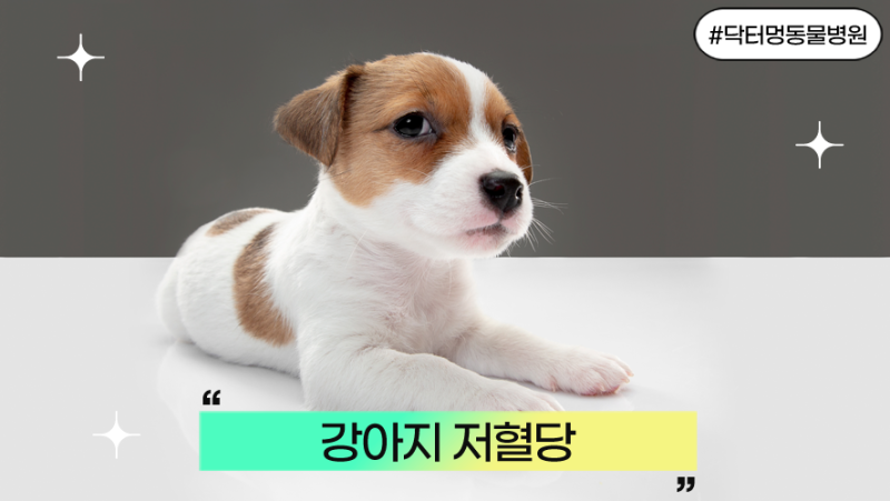 강아지가 힘이 없어요, 강아지 저혈당일 수 있습니다｜증상과 응급 대처법