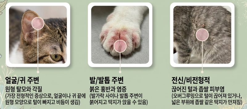 대전 고양이 병원, 고양이 곰팡이감염증(링웜)의 진단과 치료