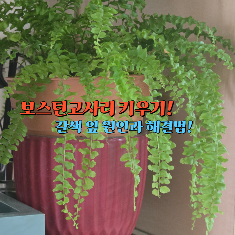 보스턴고사리 키우기, 갈색 잎과 벌레 관리 방법