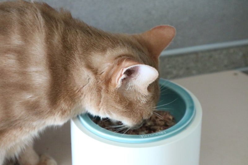 고양이 습식 사료 추천 주식 캔 쉐지애 5종