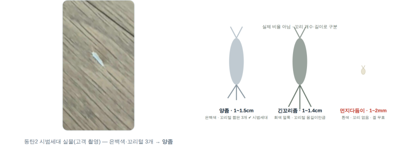좀벌레 약 쳐도 다시 나오는 이유 — 3년 사는 벌레였습니다 (동탄 현장 분석)