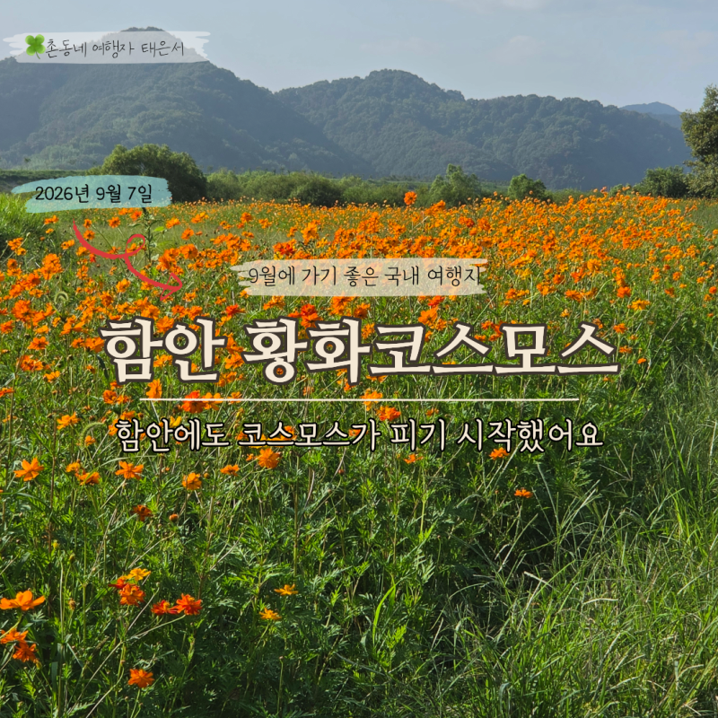 9월 경남 꽃구경 경남 함안 악양뚝방길 황화코스모스 실시간 개화 시작