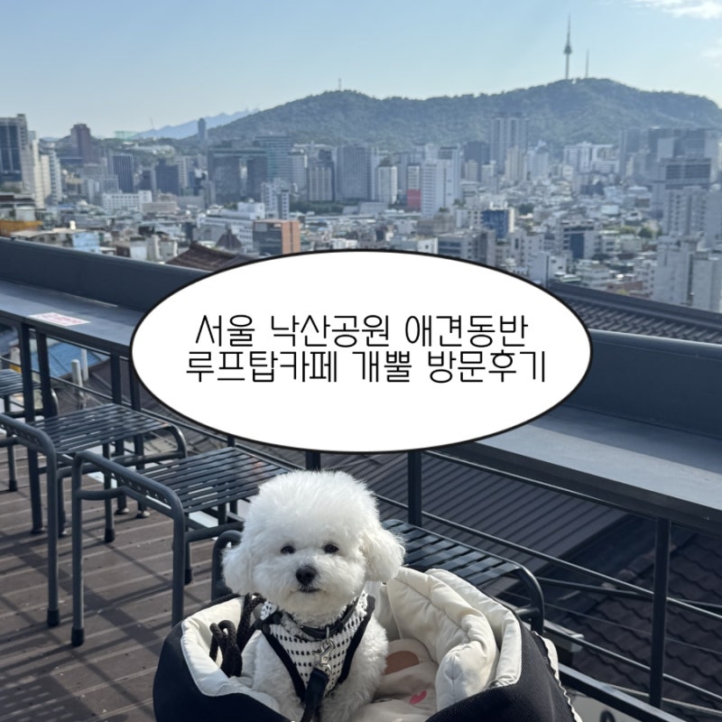 서울 낙산공원 애견동반 루프탑카페 개뿔 방문후기