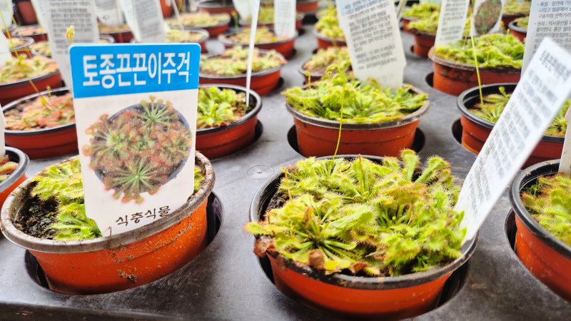 동창원식물원영농조합 후기, 파리지옥 찾다가 끈끈이주걱 데려온 날