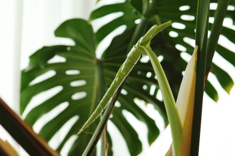 대형몬스테라 키우기, 새잎이 잘 나오는 물주기와 관리법