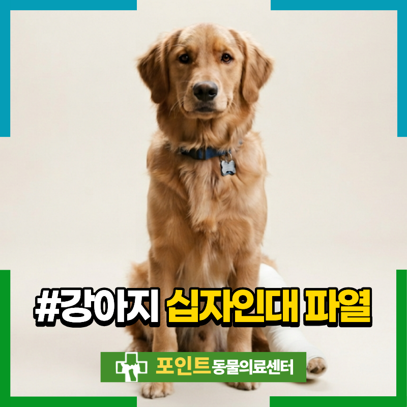 강아지 십자인대파열, 부분파열 증상과 수술 꼭 해야 하는지 궁금하시다면?!