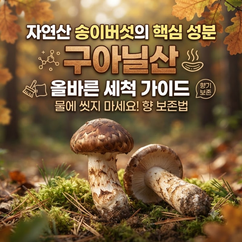 자연산 송이버섯의 핵심 성분 구아닐산과 올바른 세척 가이드