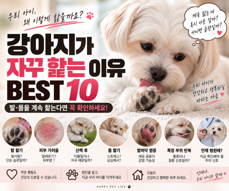강아지가 자꾸 핥는 이유 BEST 10, 발·몸을 계속 핥는다면 꼭 확인하세요