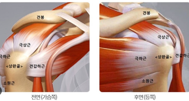 “오십견과 다르다”…극심한 어깨통증 회전근개 증후군 증상과 치료
