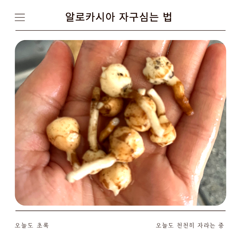 알로카시아 자구 심는법 | 위아래 구별, 껍질 제거, 모종포트 미니온실 발아 팁