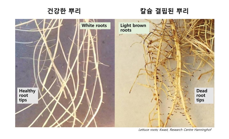 김장배추, 웃거름(추비) 시기와 방법 – 추비한방