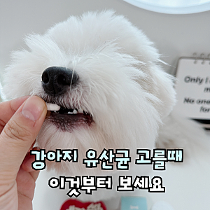강아지 유산균 추천, 묽은변 설사할때 주는 애견유산균