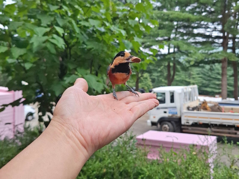 횡성 가을여행 가볼만한곳 / 청태산자연휴양림 산책코스 / 초가집 & 더덕구이