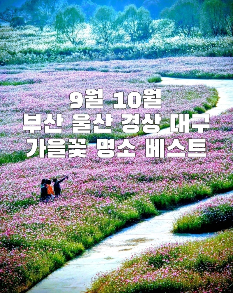 9월 10월 가을꽃 명소 베스트 | 부산·울산·경상·대구 꽃구경 가볼만한 곳