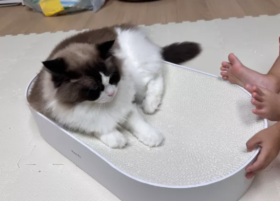 고양이 스크래쳐,언제 버려야 할까요?