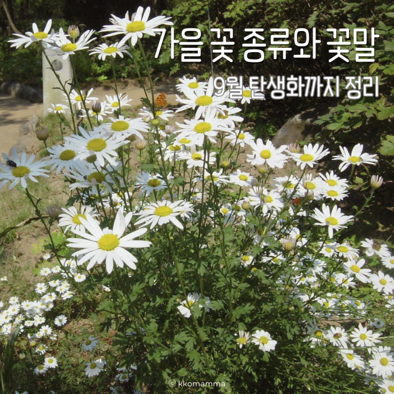가을 꽃 종류와 꽃말, 9월 탄생화까지 한눈에 정리