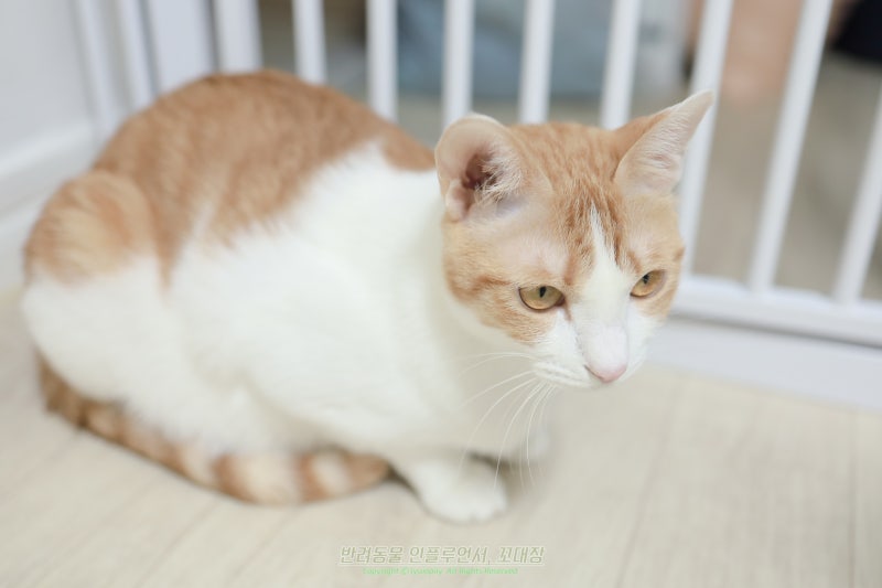 고양이 신부전 증상, 물 많이 마시고 소변 늘었다면?