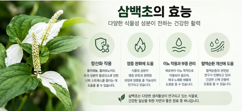 삼백초 추출물, 코 면역에 좋을까? 제품 고를 때 꼭 확인할 기준