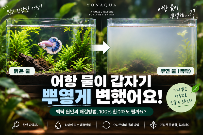 [요나쿠아 물생활 Q&A] 어항 물이 뿌옇게 변했어요｜백탁 원인과 해결방법, 100% 환수해도 될까....