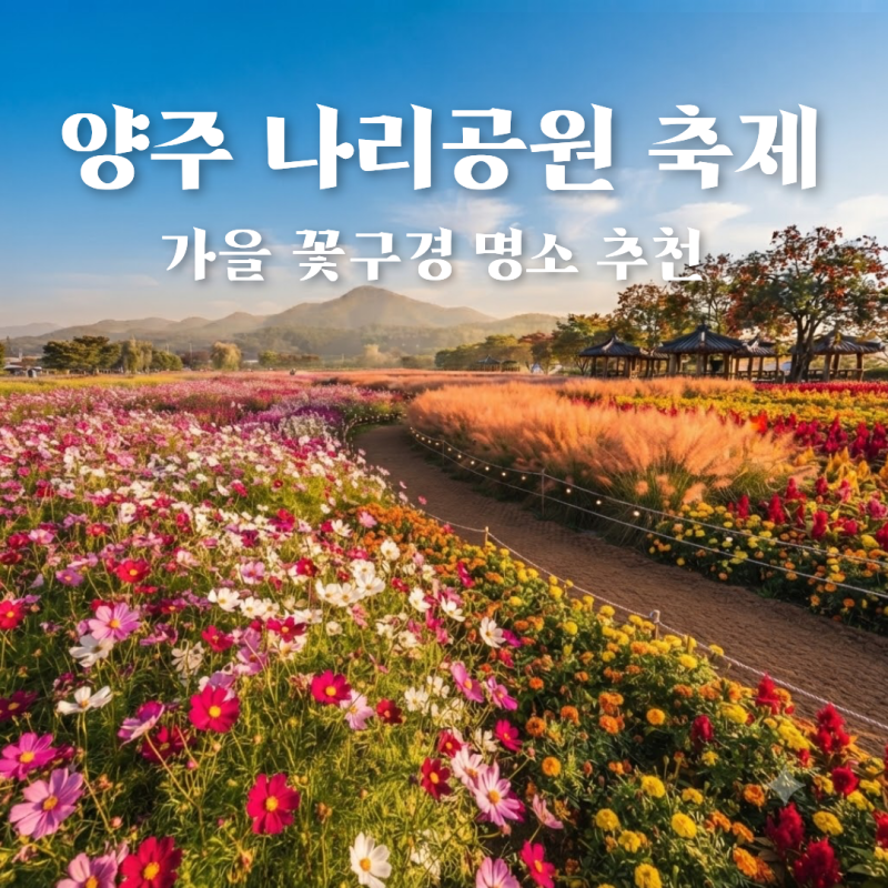 가을 꽃 구경 여기로 가세요! 서울 근교 경기도 양주 가볼만한곳 나리공원 천일홍 축제 일정,....