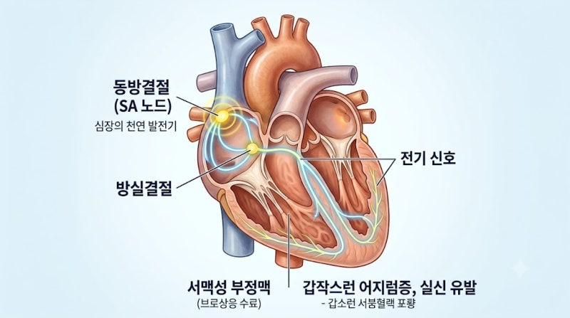 갑자기 어지럽고 아찔하다면? 동방결절 기능부전 증후군과 서맥성 부정맥 원인 정리