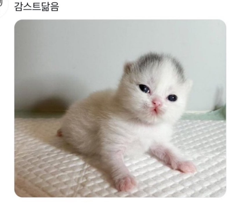 lg u+ 폰안심패스 해지