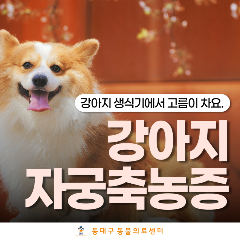 강아지 자궁축농증 응급, 수술이 필요한 상황과 놓치면 안 되는 증상