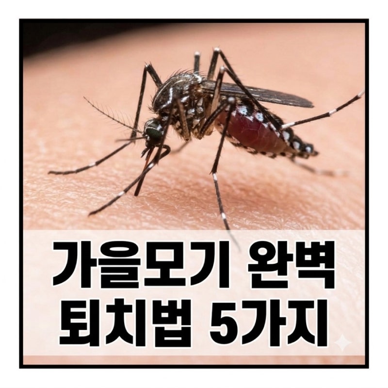 가을 모기 퇴치법!! 봄, 여름 보다 독한 이유와 강력 퇴치법 5가지 공유합니다.모기 기피제 추....