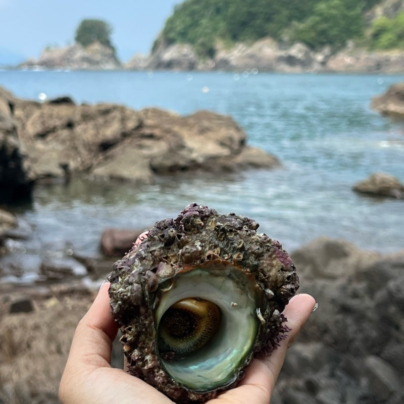 통영 사량도 뿔소라 포인트 해루질 후기 조심할점