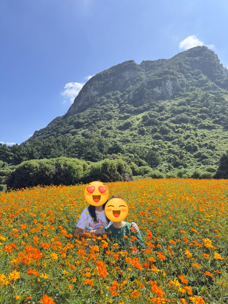 제주 9월 가볼만한곳 산방정원 황화코스모스 개화상황 주차까지