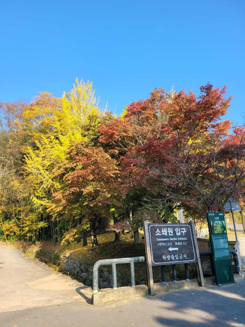 가을여행 광주전남 가을단풍명소 6곳ㅣ 장성 백양사 담양관방제림 메타세쿼이아길 순천선암....