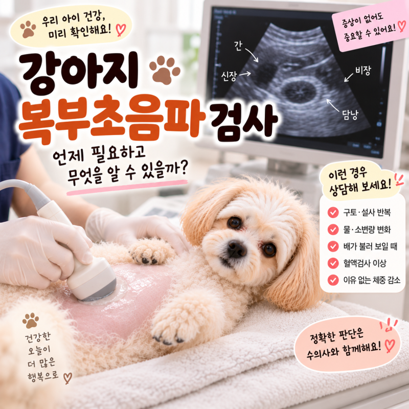 강아지 복부초음파 검사, 언제 필요하고 무엇을 알 수 있을까?