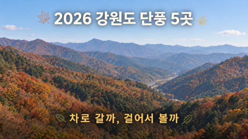2026 강원도 단풍 명소 5곳｜차로 오를까, 숲길을 걸을까