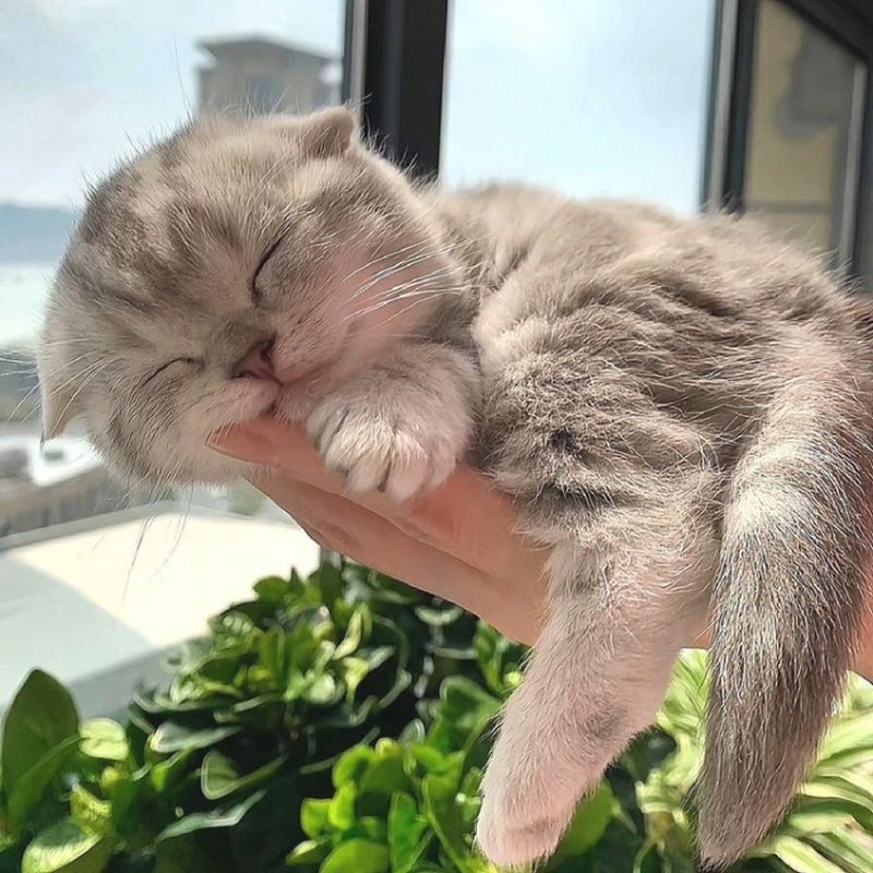 아기고양이 꿈 해몽 상황별 길몽과 주의해야 할점