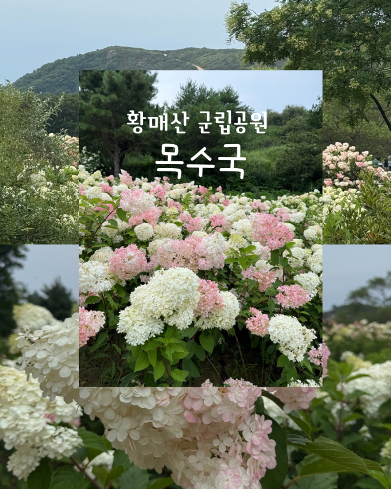 [합천] 황매산 목수국 개화시기 실시간