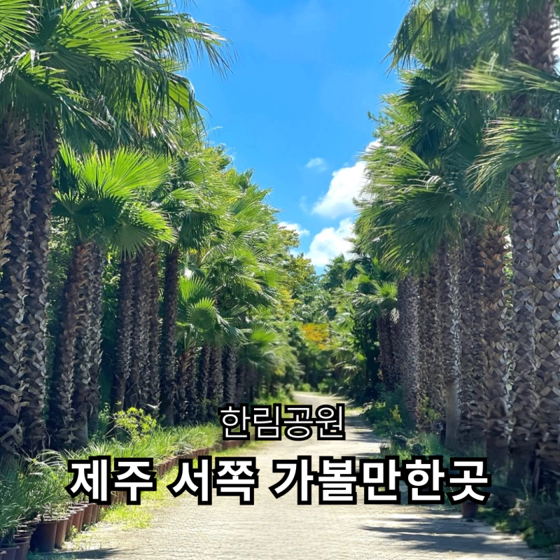 제주 서쪽 가볼만한곳 한림공원 | 협재굴·쌍룡굴·아열대식물원, 입장료·주차 가족여행
