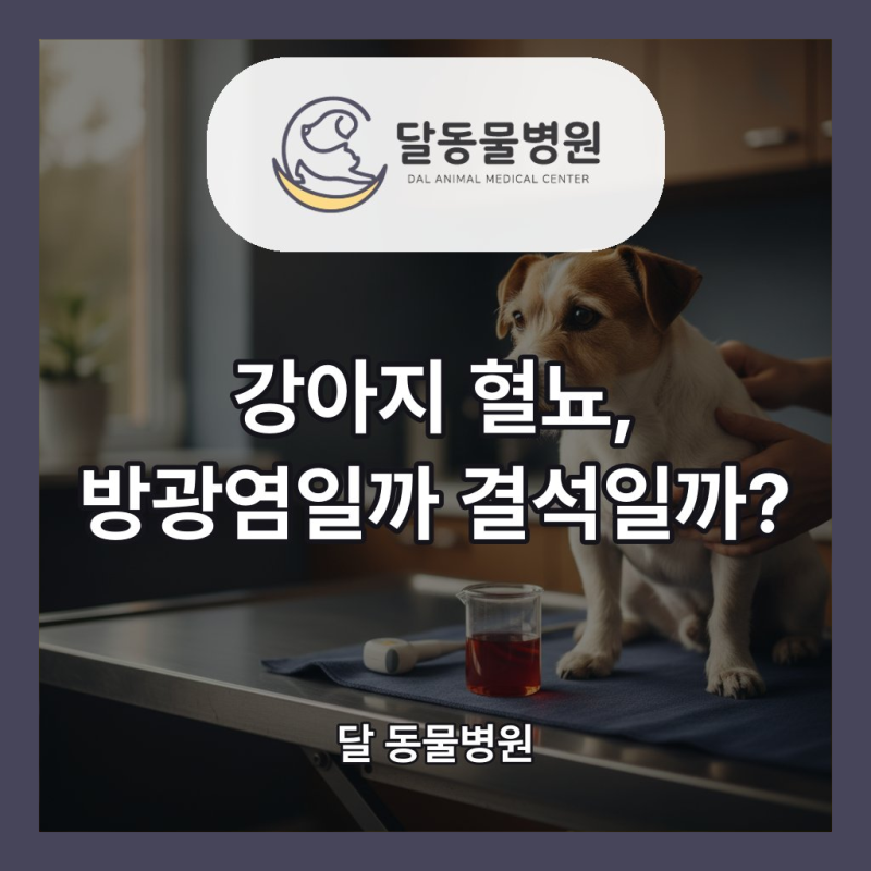 강아지 혈뇨, 방광염일까 결석일까? 소변검사와 초음파 감별 과정 총정리 - 청주 동물병원 달....