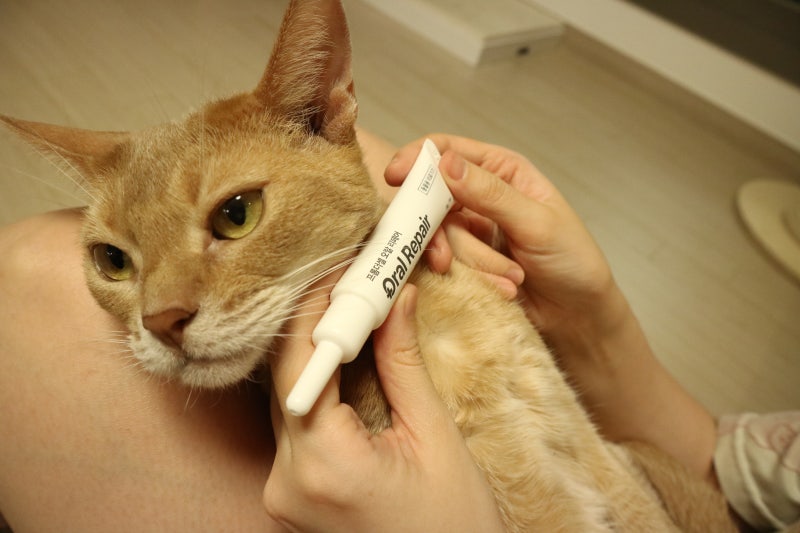 고양이 구내염 치주염 약 프롬더셀 오랄리페어