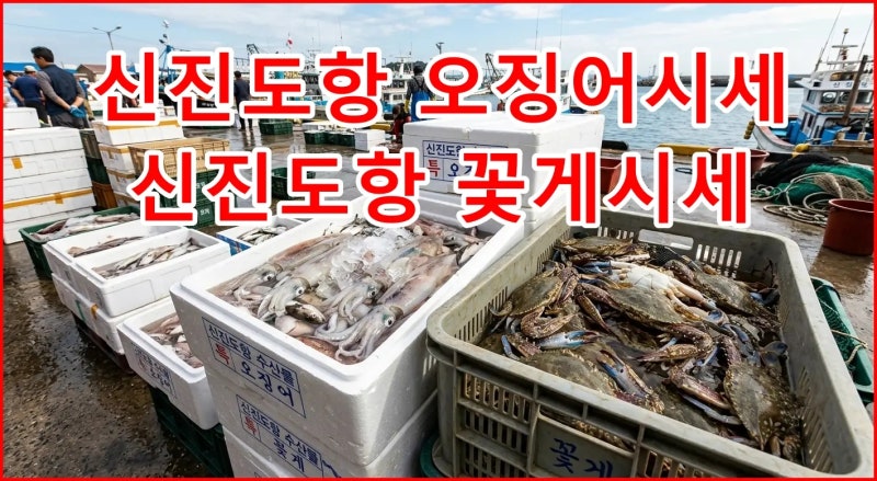 신진도 오징어 시세, 신진도 꽃게 시세 ,신진도항 오징어 가격, 신진도항 꽃게 가격 9월 8일 ....