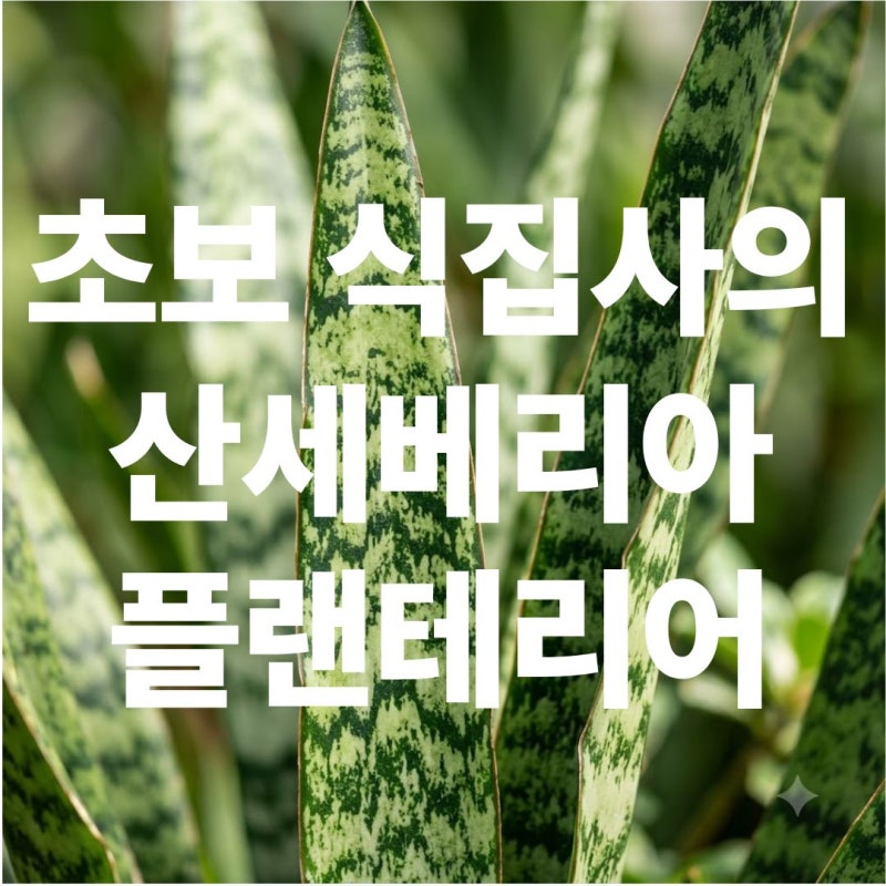 물을 자주 못줘도 괜찮은 초보 식집사에게 추천하는 산세베리아 키우기