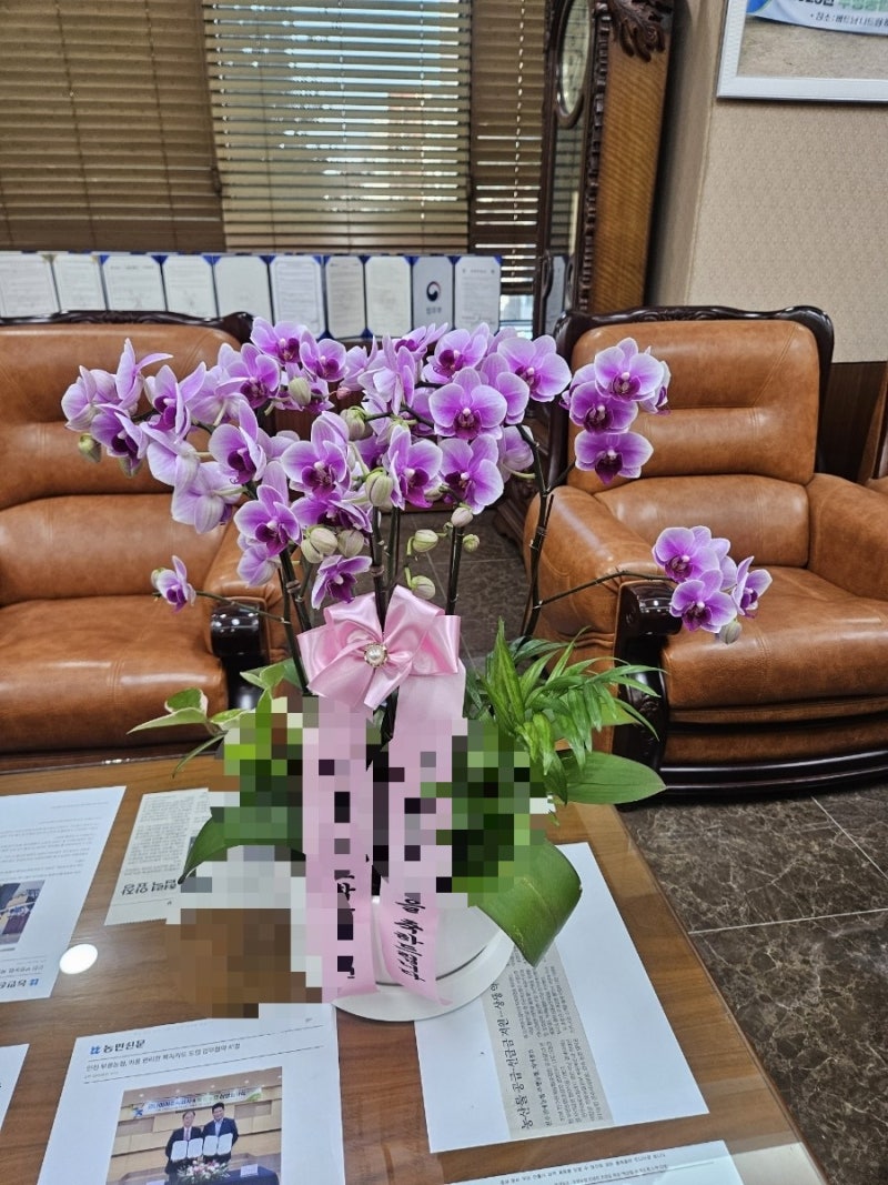 실패 없는 호접란 키우기 &꽃 오래보는꿀팁총정리 (사)한국화원협회 인천광역시지회장 투데....