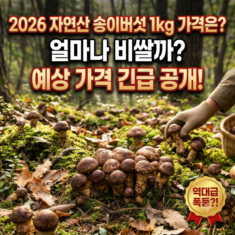 2026 자연산 송이버섯 시세 1kg 가격은? 영덕·포항 산림조합 등급별 가격 정리