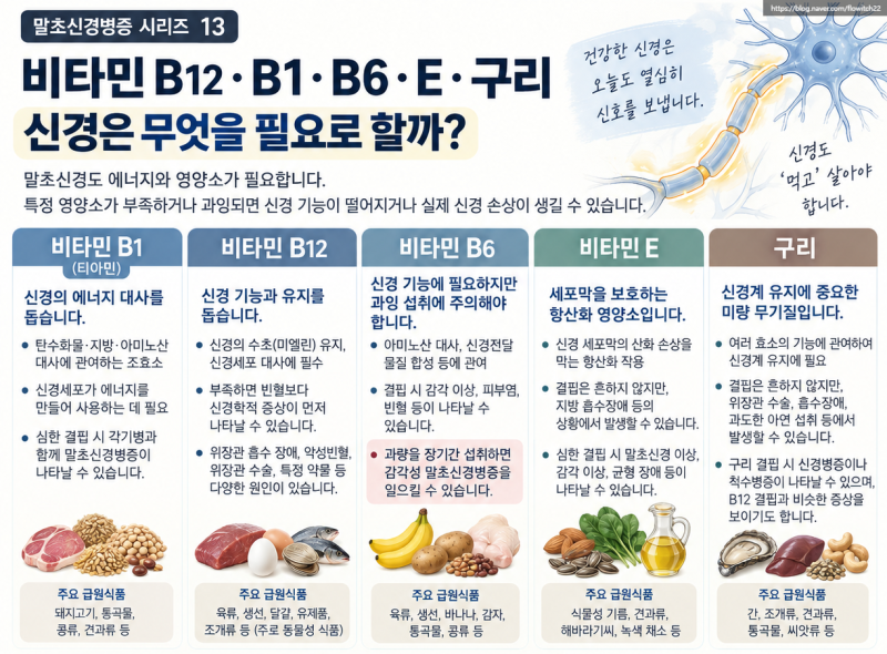 신경은 무엇을 필요로 할까ㅣ비타민 B12·B1·B6·E·구리⑬