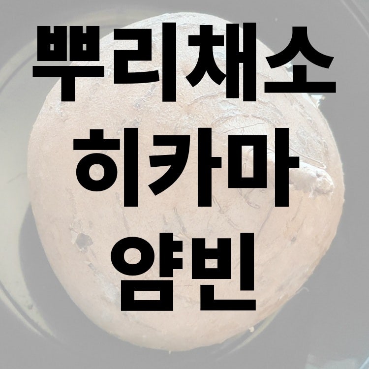 뿌리채소 히카마 얌빈 멕시코 콩 감자 먹어 본 후기 및 효능과 영양 정보
