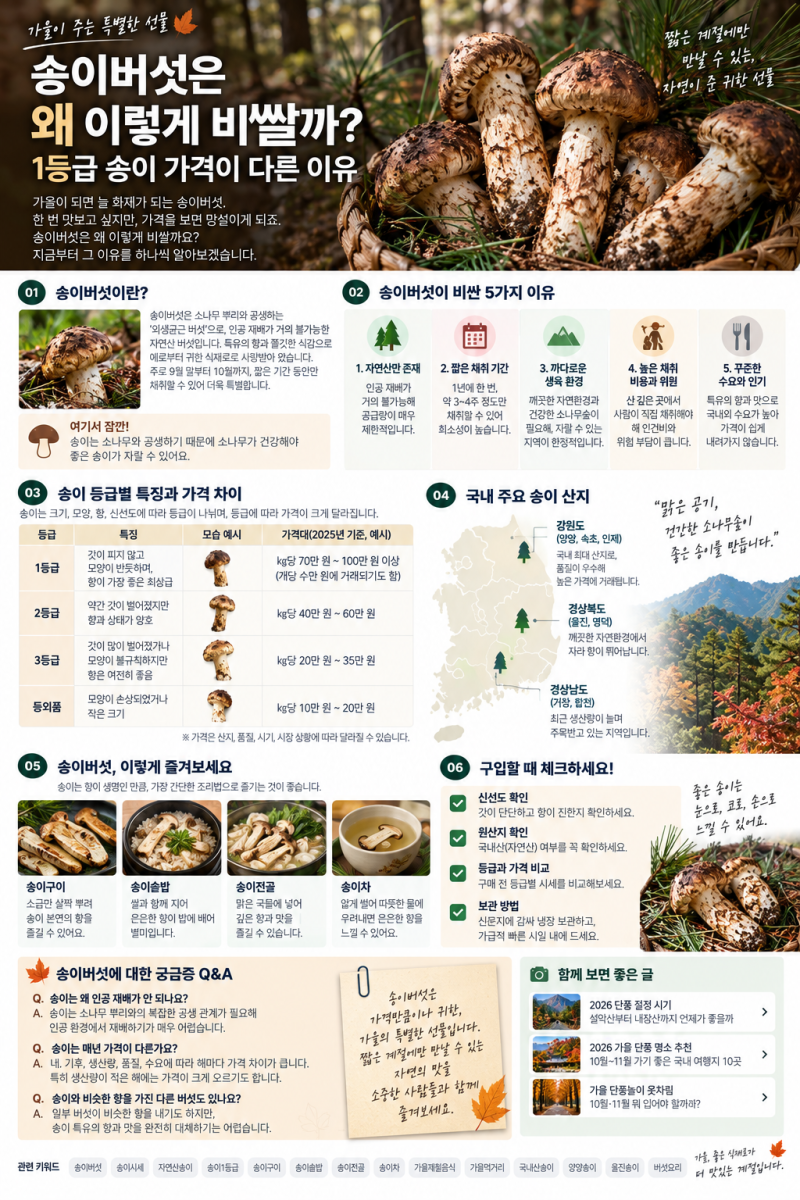 송이버섯은 왜 이렇게 비쌀까? 1등급 송이 가격이 다른 이유