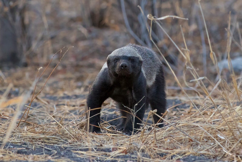 벌꿀오소리 (Honey Badger) (33)