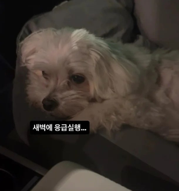 박성광 반려견 광복이 응급실행…이솔이 “내 인생 난이도는 몇일까” 의미심장한 글