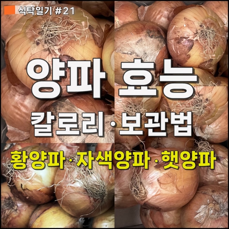 [양파 효능] 칼로리, 황양파·자색양파·햇양파 종류와 보관법(양파껍질), 식탁일기 #21