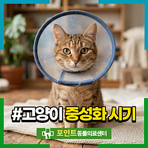 고양이 중성화 시기 언제가 좋을까? 암컷, 수컷 적정 수술 시기와 주의사항 먼저 확인하세요!