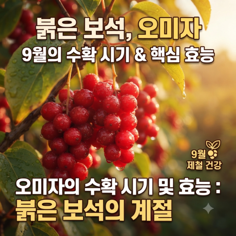 붉은보석,오미자 9월의 수확시기